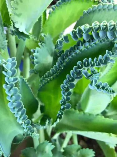 mother of thousands verzorging